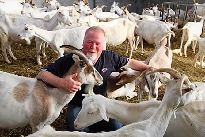 History & cultural tour of Inishmore, Aran Islands. Galway. Private. 2 ½ hours - Meeting the goats at the island cheese farm
