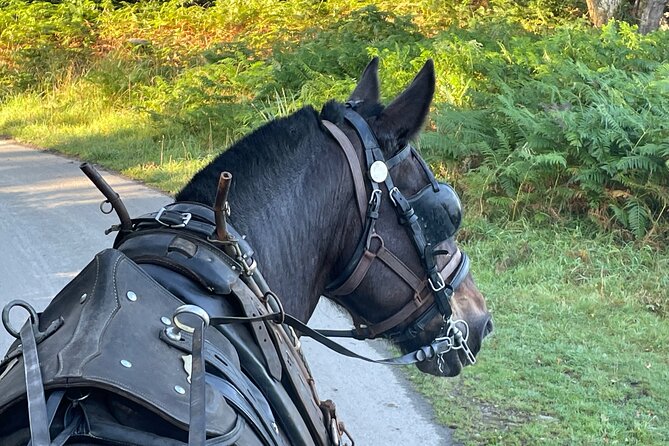 Horse-Drawn Carriage Tours in Killarney - St. Mary’s Cathedral and the first stretch