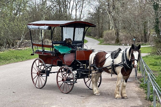 Horse-Drawn Carriage Tours in Killarney - Who will enjoy this Killarney carriage ride?
