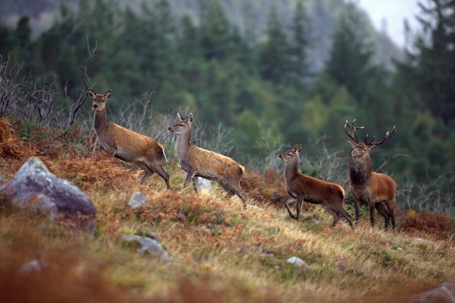 Ireland: 2 Day Wild Atlantic Way Tour - Torc Waterfall and the morning route through Kerry