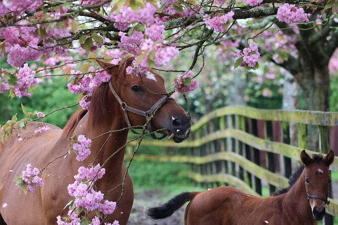 Irish National Stud & Gardens Skip the line Entrance - The public stud tour and its Living Legends