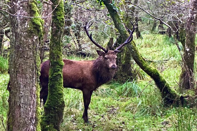 Jaunting Car Tour in Killarney National Park - Weather, Timing, and Practical Details