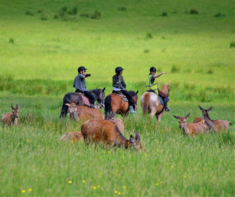 Kerry: Guided Horse Riding Tour in Killarney National Park - Why horseback is a fine way to see Killarney National Park
