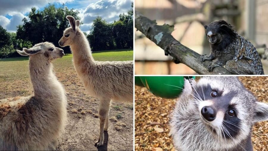 Kildare: Clonfert Farm General Admission Ticket - Meeting donkeys, sheep, goats, and other farm favourites