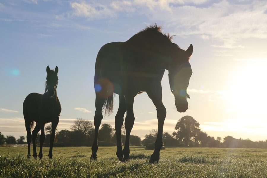 Kildare: Irish National Stud & Gardens - Why the Irish National Stud is worth your day