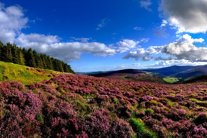 Kilkenny, Wicklow Mountains & Glendalough Day Tour from Dublin - The sheep farm and the best people-centered stop
