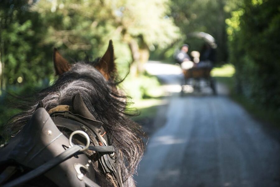 Killarney: 1-Hour Jaunting Car Horse and Carriage Tour - Practical tips for making the hour count
