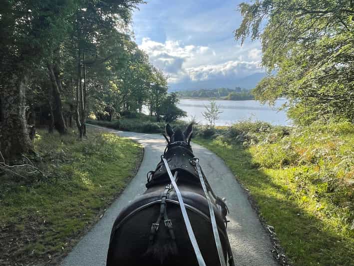 Killarney Carriage Tours National Park and Lakes - Red Deer Parks and Open Views