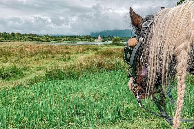 Killarney Jaunting Car Tour - A gentle start at Deenagh Lodge