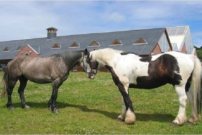 Killarney National Park Horseback Ride. Co Kerry. Guided. 1 hour. - Key points to know before you book