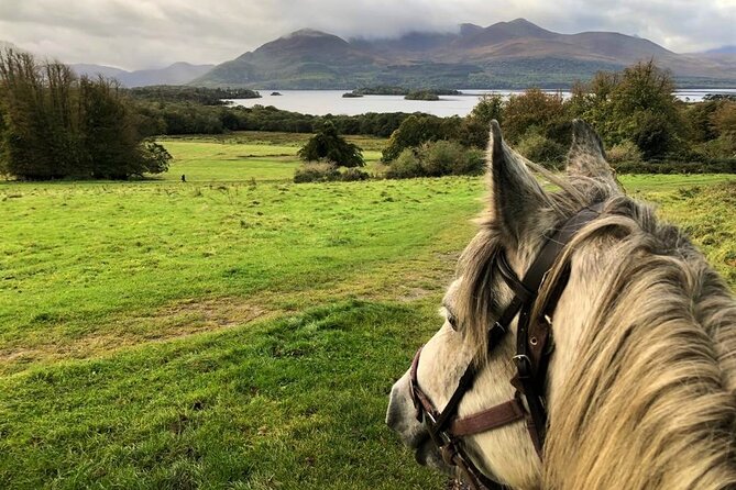 Killarney National Park Horseback Ride. Co Kerry. Guided. 1 hour. - Choosing the right horse for your riding level