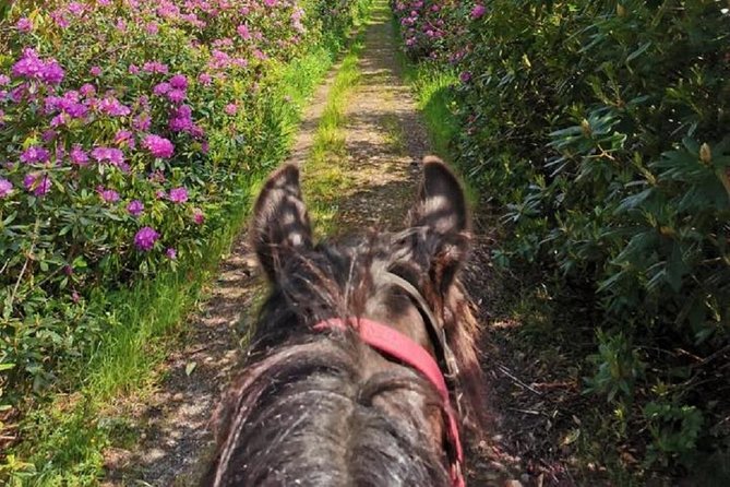 Killarney National Park Horseback Ride. Co Kerry. Guided. 2 hours. - What the $213.60 price gets you