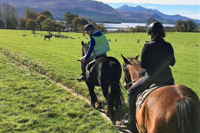Killarney National Park Horseback Ride. Co Kerry. Guided. 3 hours. - What the park views may mean for your morning