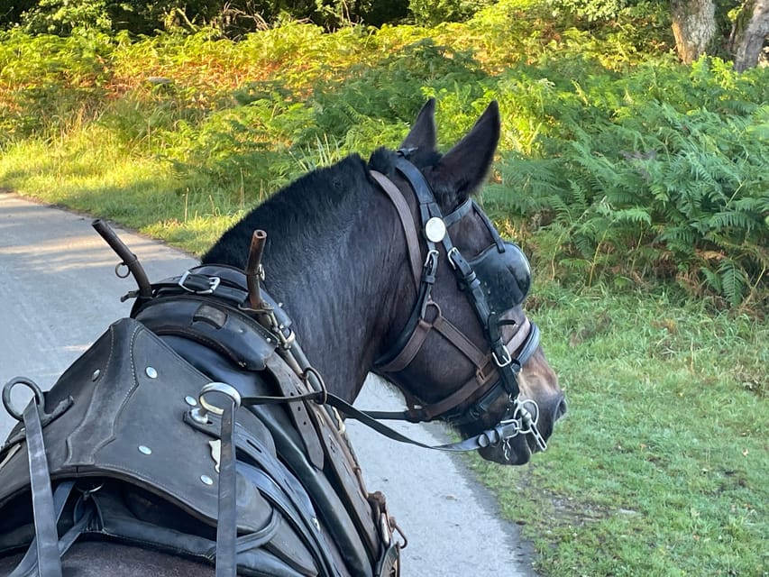 Killarney National Park Jaunting Car Tour - Key points to know before you book