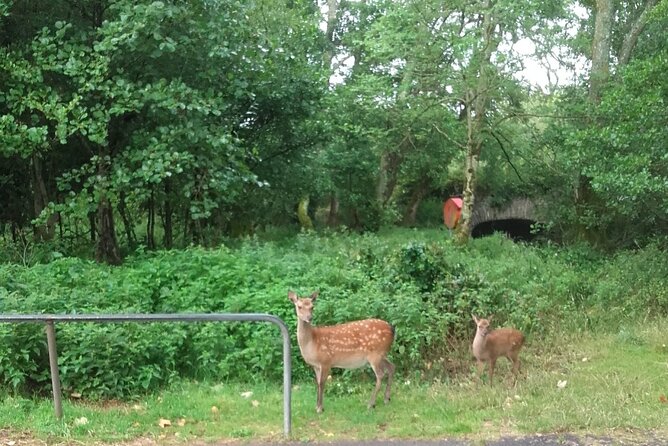 Killarney National Park Tour - Why this short carriage ride works in Killarney