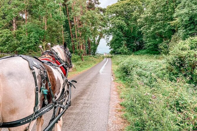 Killarney National Park Tour - Ross Castle and Lough Leane
