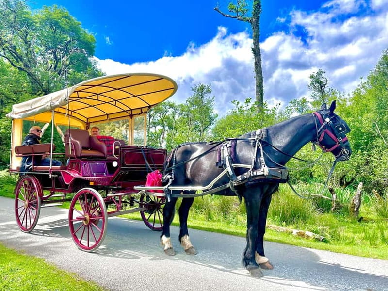 Killarney National Park Tour - Wildlife and the chance to see deer