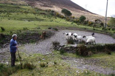 Killarney Super Saver: Dingle and Slea Head Day Trip plus Ring of Kerry and Killarney Lakes Day Trip