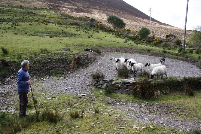 Killarney Super Saver: Dingle and Slea Head Day Trip plus Ring of Kerry and Killarney Lakes Day Trip - Dingle and Slea Head: the stronger scenic day