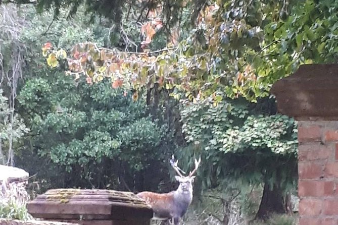 Killarney Valley & National Park - Private Tour - Torc Waterfall and a short walk in the woods