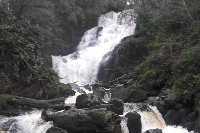 Killarney Valley & National Park - Private Tour - Killarney National Park and its protected woodland