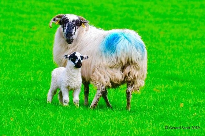 Luxury Photography Day Tour on Ring of Kerry and Skellig Ring - Fully Guided and Chauffeured - Key details at a glance