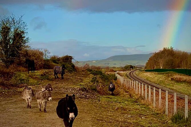 Luxury Photography Day Tour on Ring of Kerry and Skellig Ring - Fully Guided and Chauffeured - Rain, wind, and the realities of Irish weather