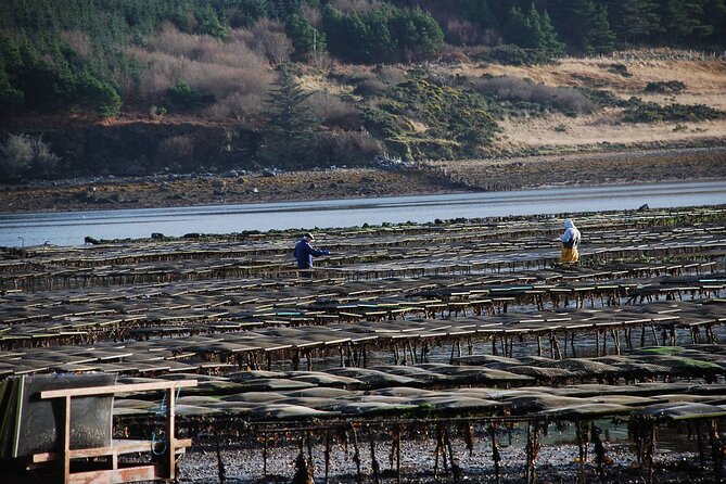 Oyster Farm and Tasting Experience - Why this oyster farm belongs on a Connemara itinerary