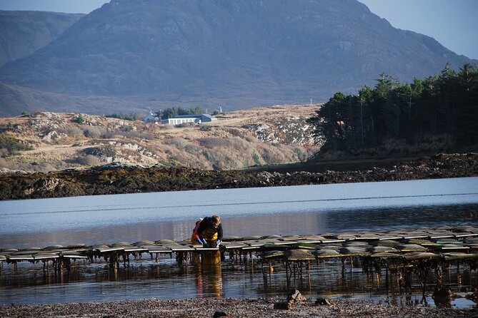 Oyster Farm and Tasting Experience - Why the views matter