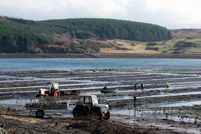 Oyster Farm and Tasting Experience - Fitting the visit beside Kylemore Abbey