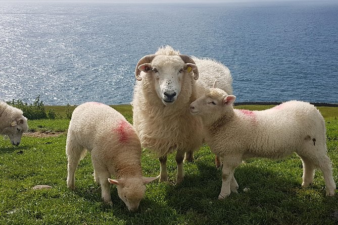 Private Dingle Peninsula Full-Day Tour - Why this private Dingle tour works well
