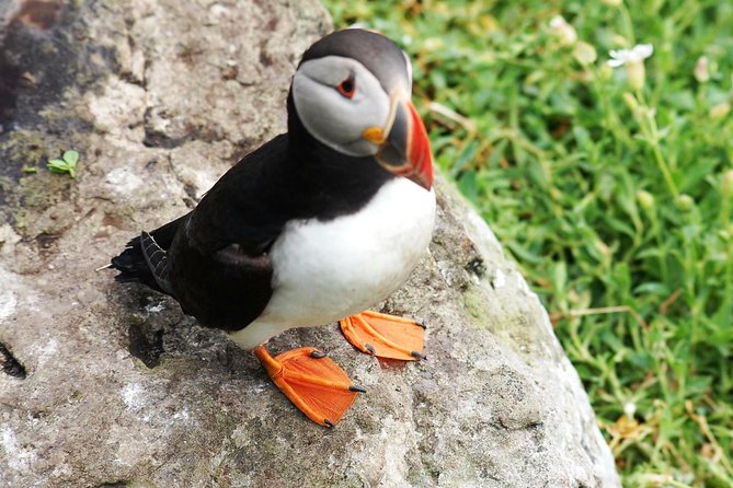 Private Full Day Tour From Killarney - Ring of Kerry/Skellig - The Wild Atlantic Way at a manageable pace