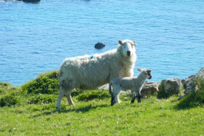 Private Full-Day Tour to Dingle and Slea Head - Kilmalkedar Church adds centuries to the day