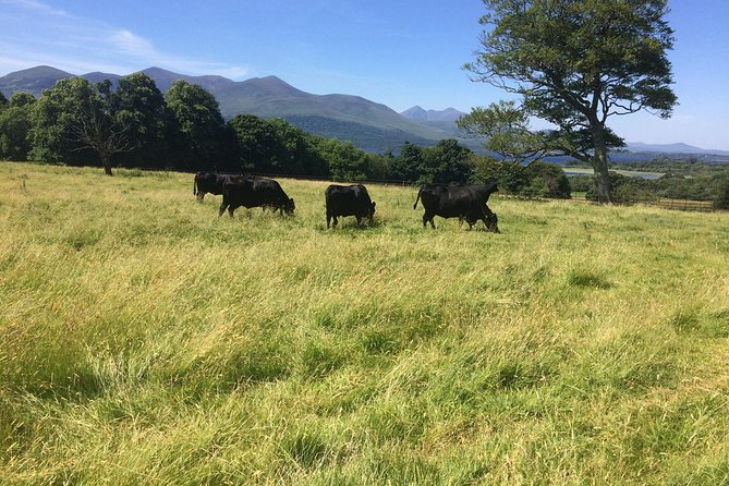 Private Killarney National Park Tour with an accredited chauffeur/guide - Muckross Abbey and its 1448 origins