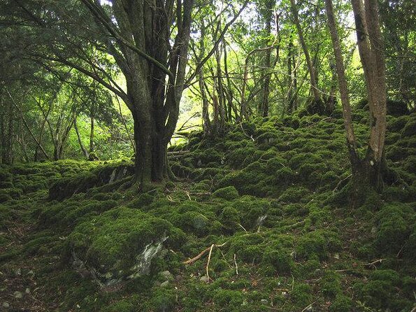 Private Killarney Tour - Key points to know before booking