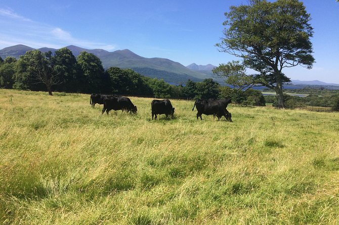 Private Killarney Tour - The guide makes the private format worthwhile