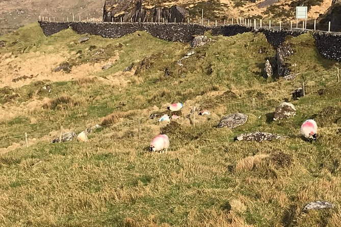 Private Ring of Kerry luxury tour with accredited guide - The Skellig Ring is the day’s best road section