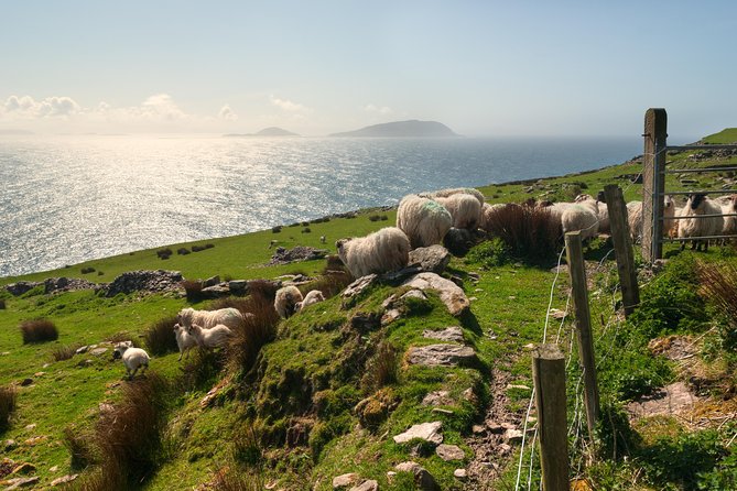 Private Tour: Dingle Peninsula from Killarney - Why a private day works well on the Dingle Peninsula