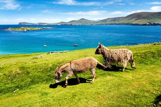 Private tour of Dingle and Slea Head with accredited guide - Slea Head Drive and the western edge of Europe