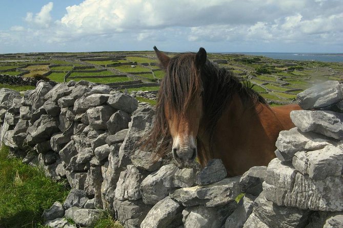 Ring of Kerry Day Tour from Cork: Including Killarney National Park - Dingle Bay, Inch Beach, and the Atlantic views