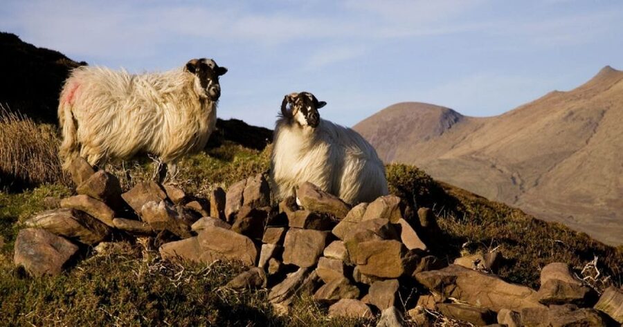 Ring of Kerry Full-Day Tour from Limerick - Killarney: the final refreshment break