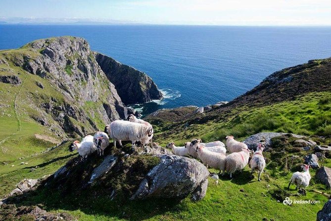 Ring of Kerry & Skellig Ring Private Day Tour - Five reasons this Kerry tour earns attention