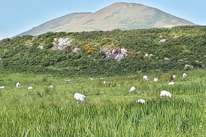 Ring of Kerry & Skellig Ring - Private Tour - Kerry Cliffs and the Skellig Islands