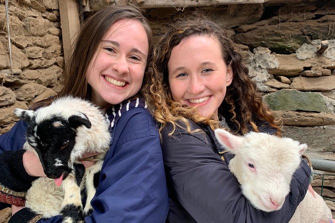 Ring of Kerry Tour Private Chauffeur Driven From Killarney - Kells turns sheep herding into a live show