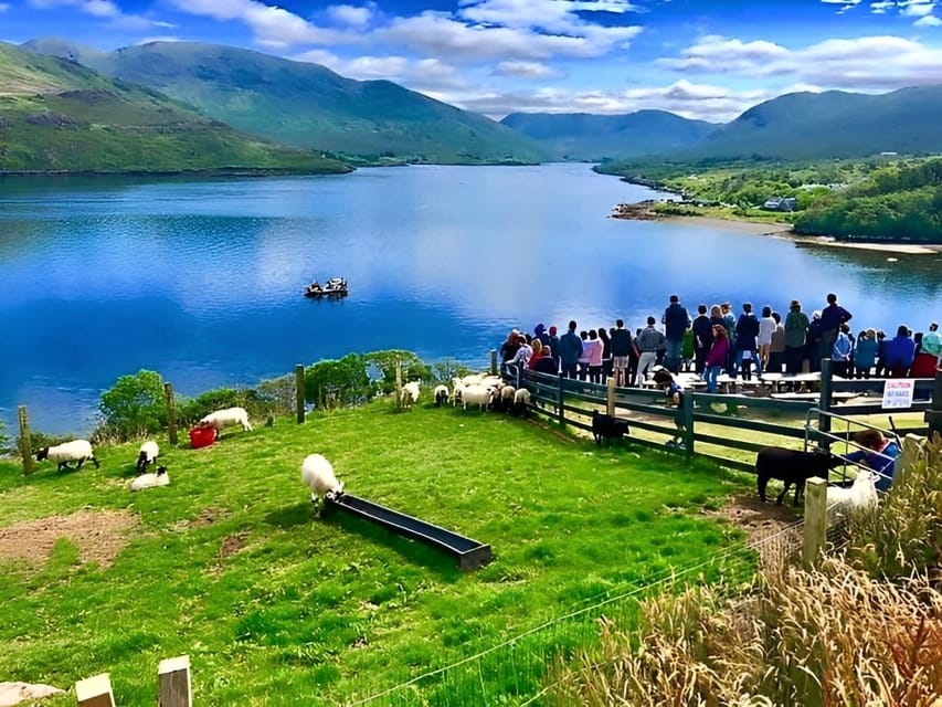 Sheepdog herding demo on working sheep farm. Galway. Guided. - Key Points Before You Book