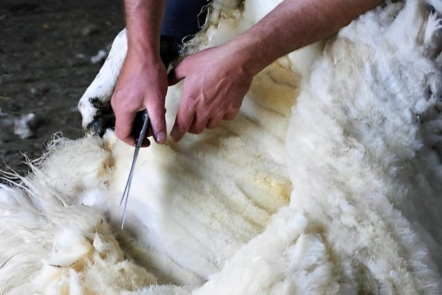 Sheepdog herding demo on working sheep farm. Galway. Guided. - Lamb Feeding Depends on the Season