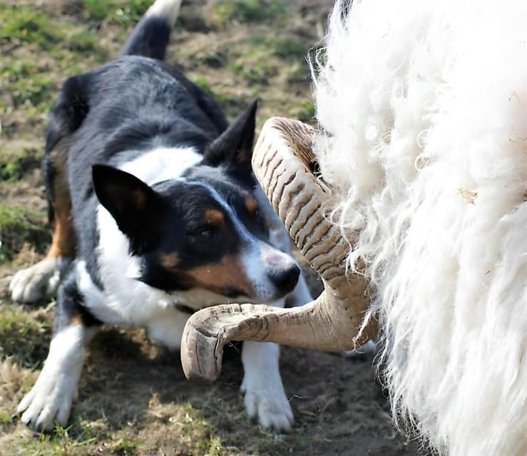 Sheepdog herding demo on working sheep farm. Galway. Guided. - A Walk With Sweeping Farm Views