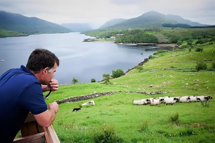 Sheepdog herding demo on working sheep farm. Galway. Guided. - Is the $27 Price Good Value?