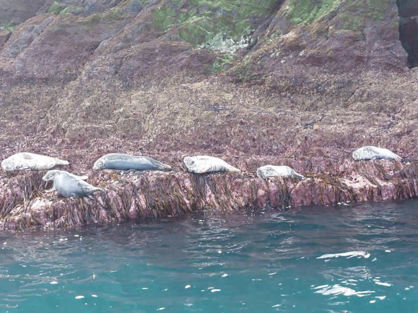 Skellig Michael: Skellig Sightseeing Cruise with AquaTerra - FAQ