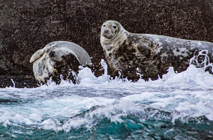 Skellig Michael: Skellig Sightseeing Cruise with AquaTerra - Weather, comfort, and seasickness